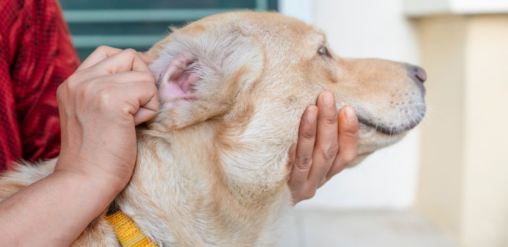 Fleas on a Dog: How to Spot and Prevent Them During Grooming