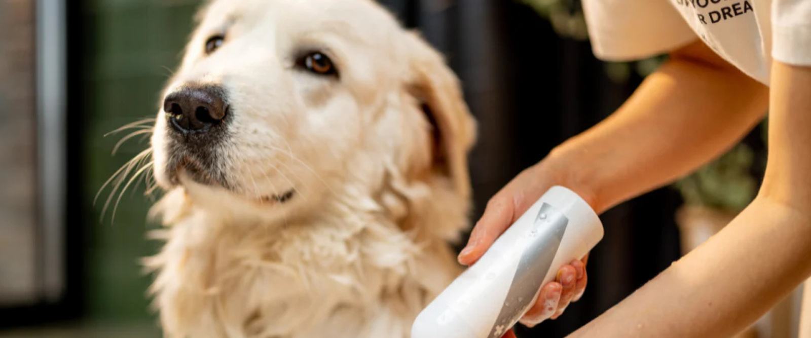 Curated visual reference: Fresh Look at Do Dogs Need Conditioner Signs It S Time To Use