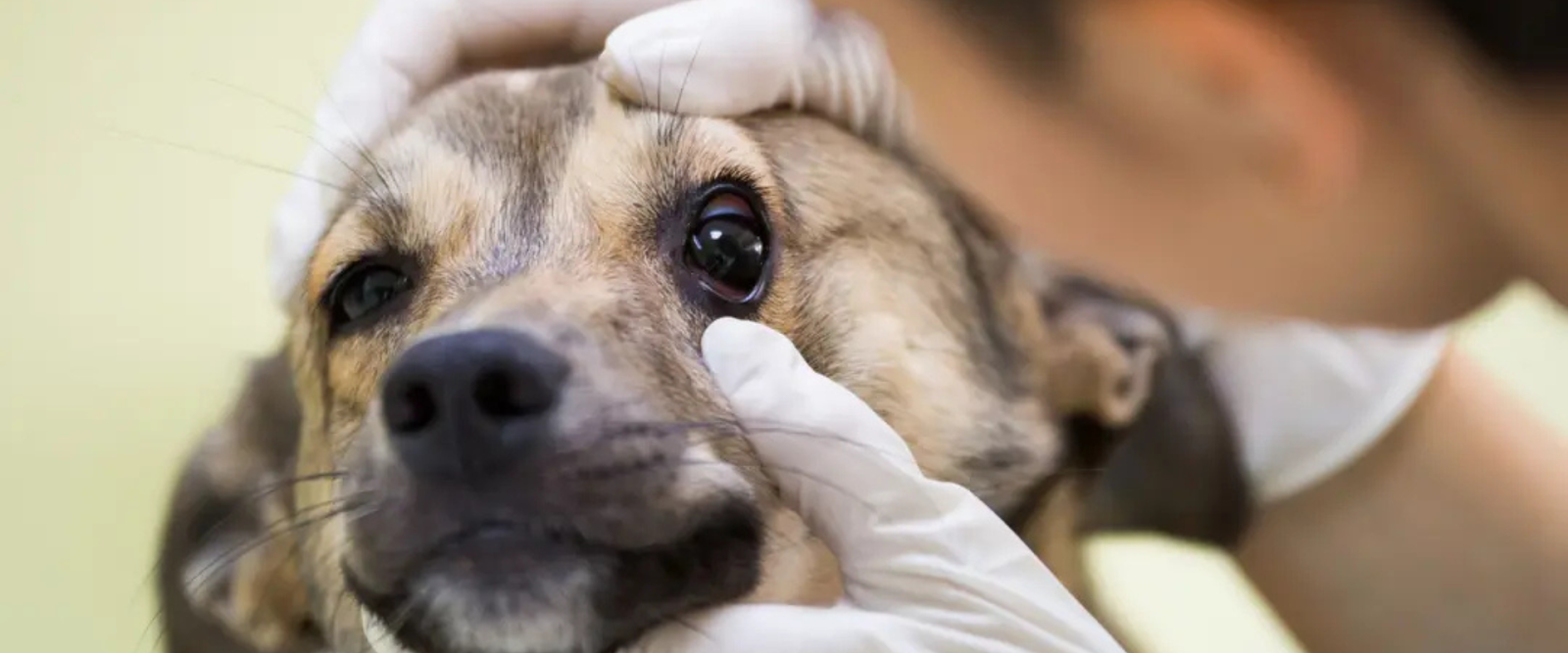Why Does My Dog Have Eye Boogers? Causes & Remedies