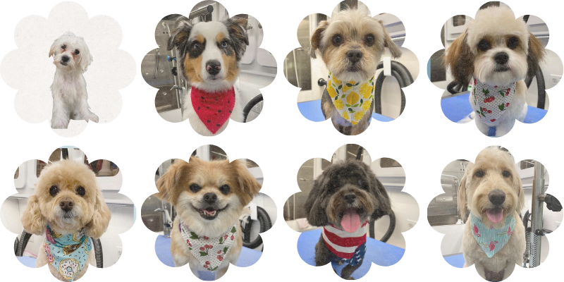 Pet grooming in Roxbury Township, NJ - 14 results found - Reviews & Hours
