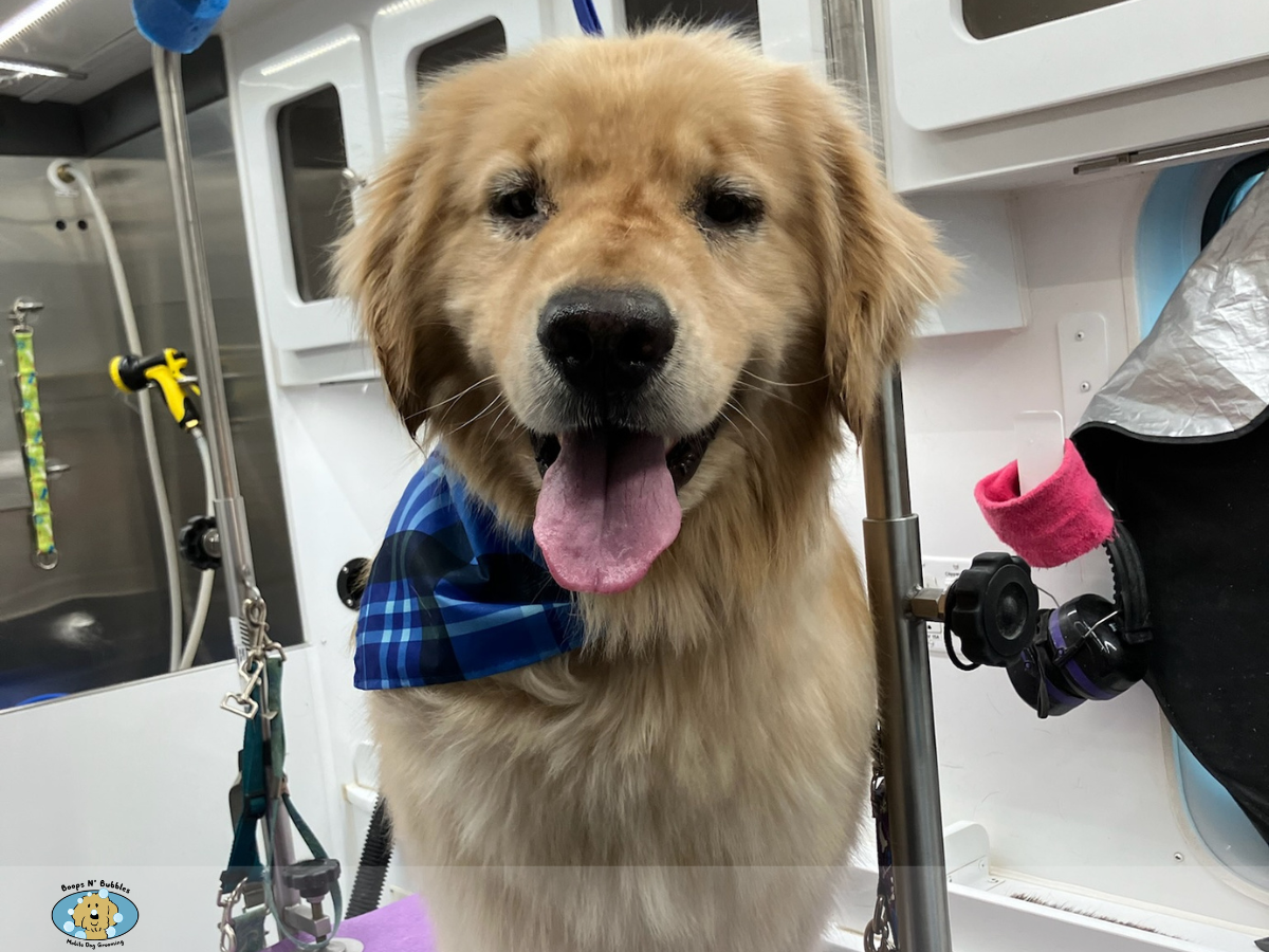 Real Golden Retriever with a golden coat and blue bandana at a dog grooming salon.