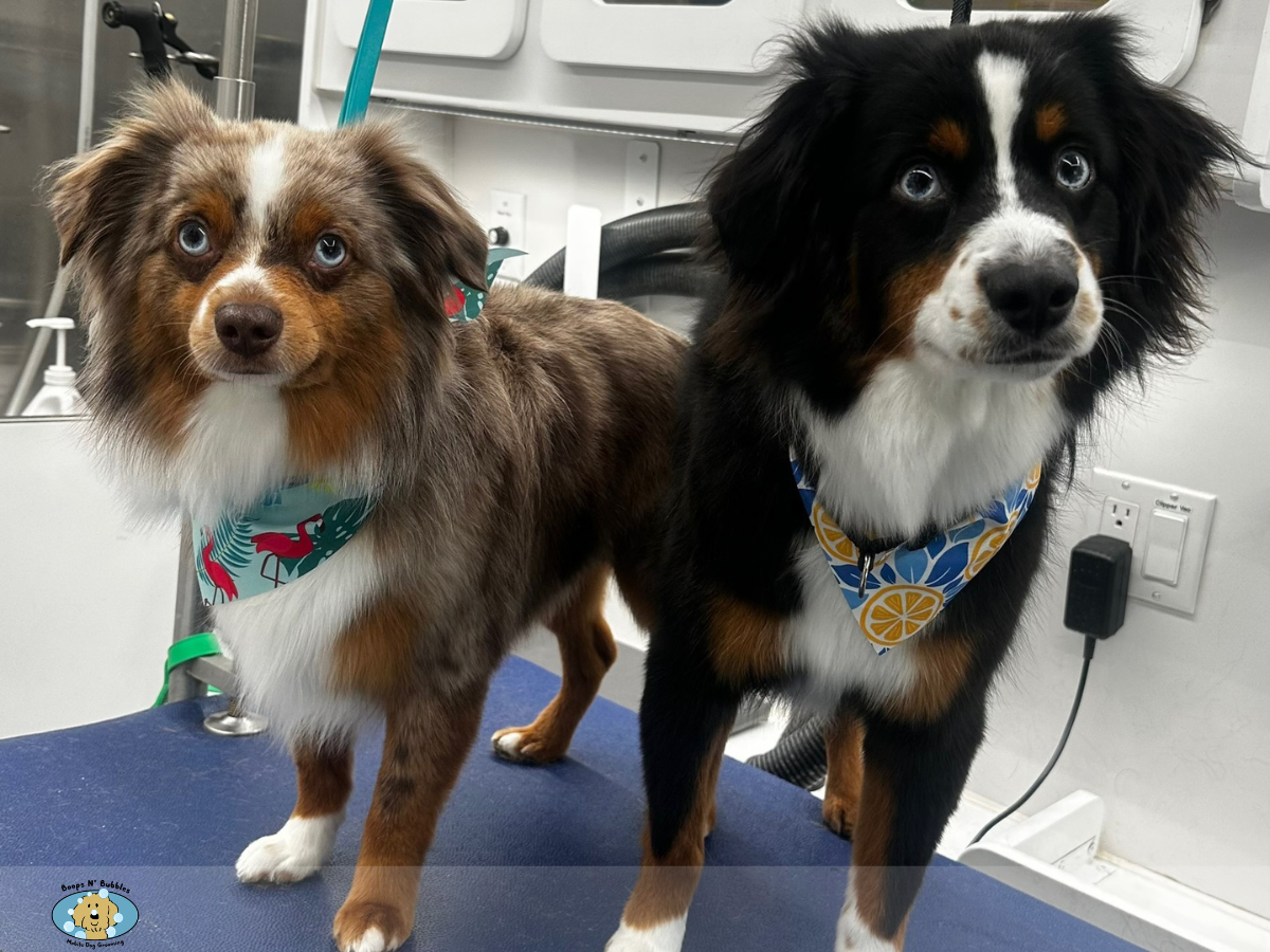 Two Australian Shepherd with blue and gold eyes at a professional grooming salon