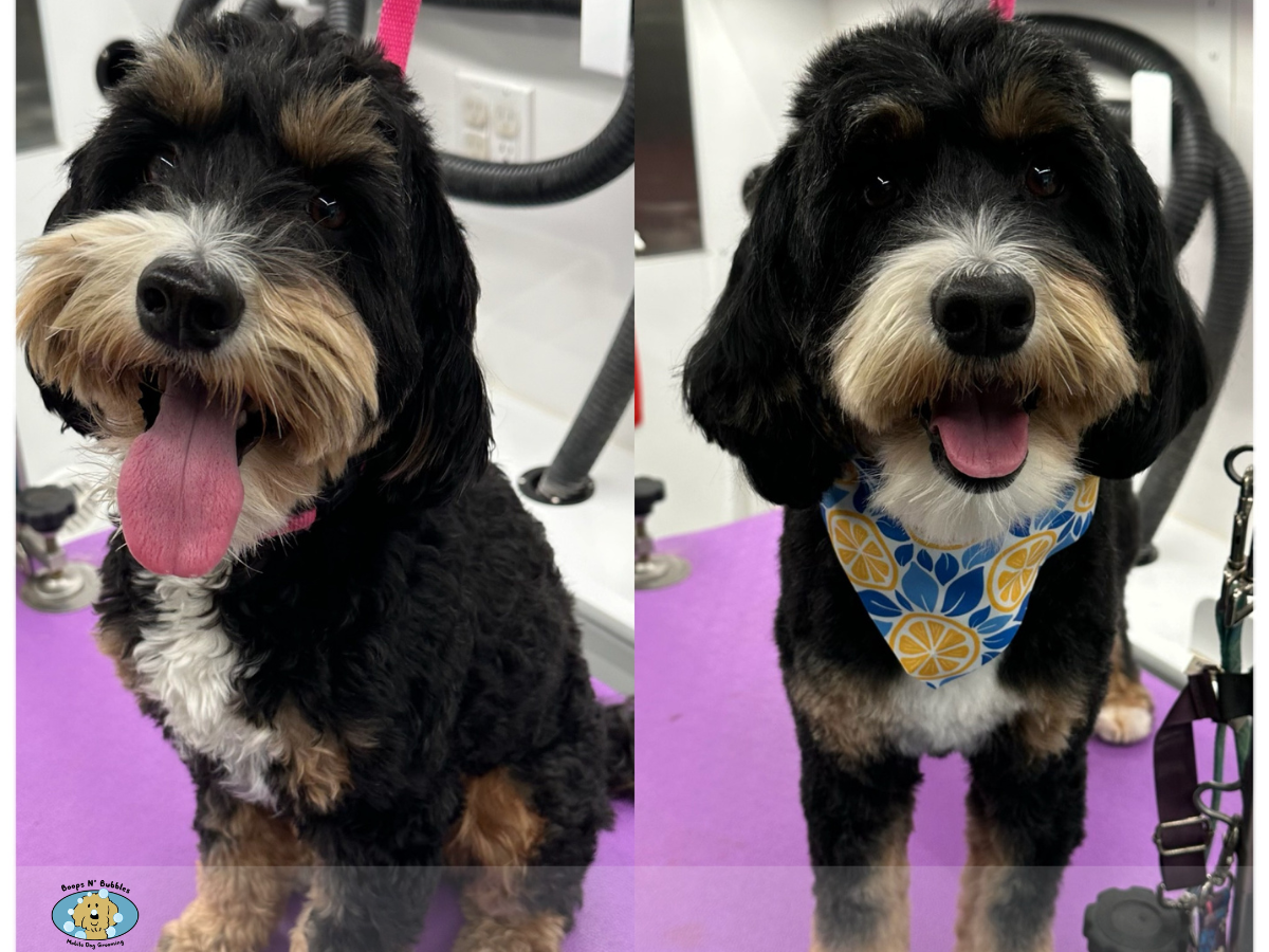 Real black and white dog with a thick coat and blue bandana, showing its natural fur during winter shedding.