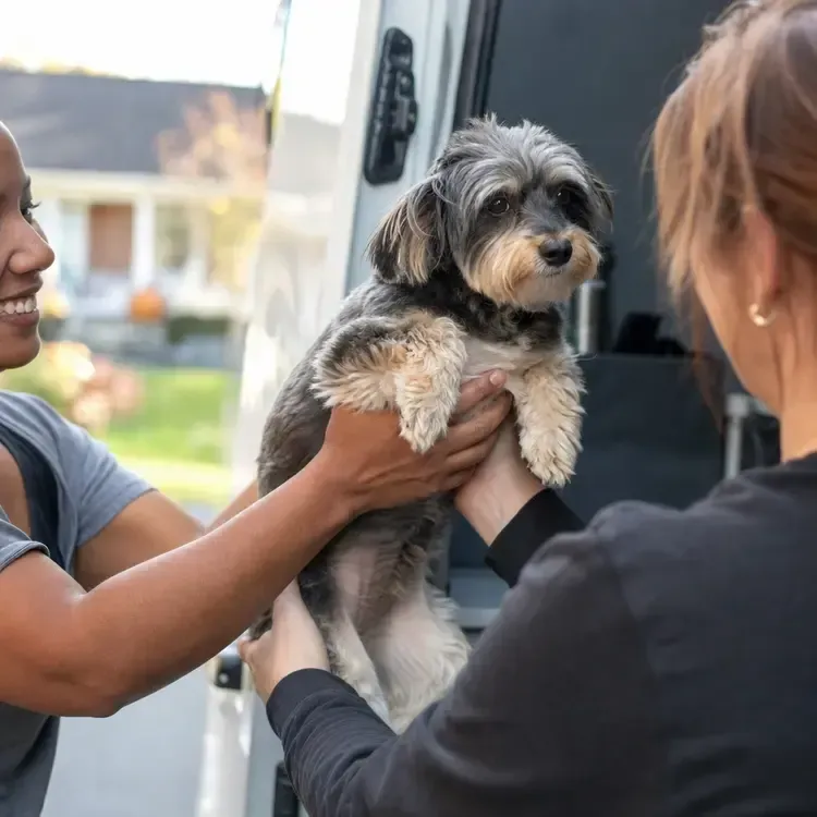 Small dog being held up by two people outside a vehicle, looking calm and fluffy
