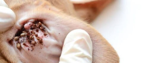 Dog ear cleaning and preventing infection