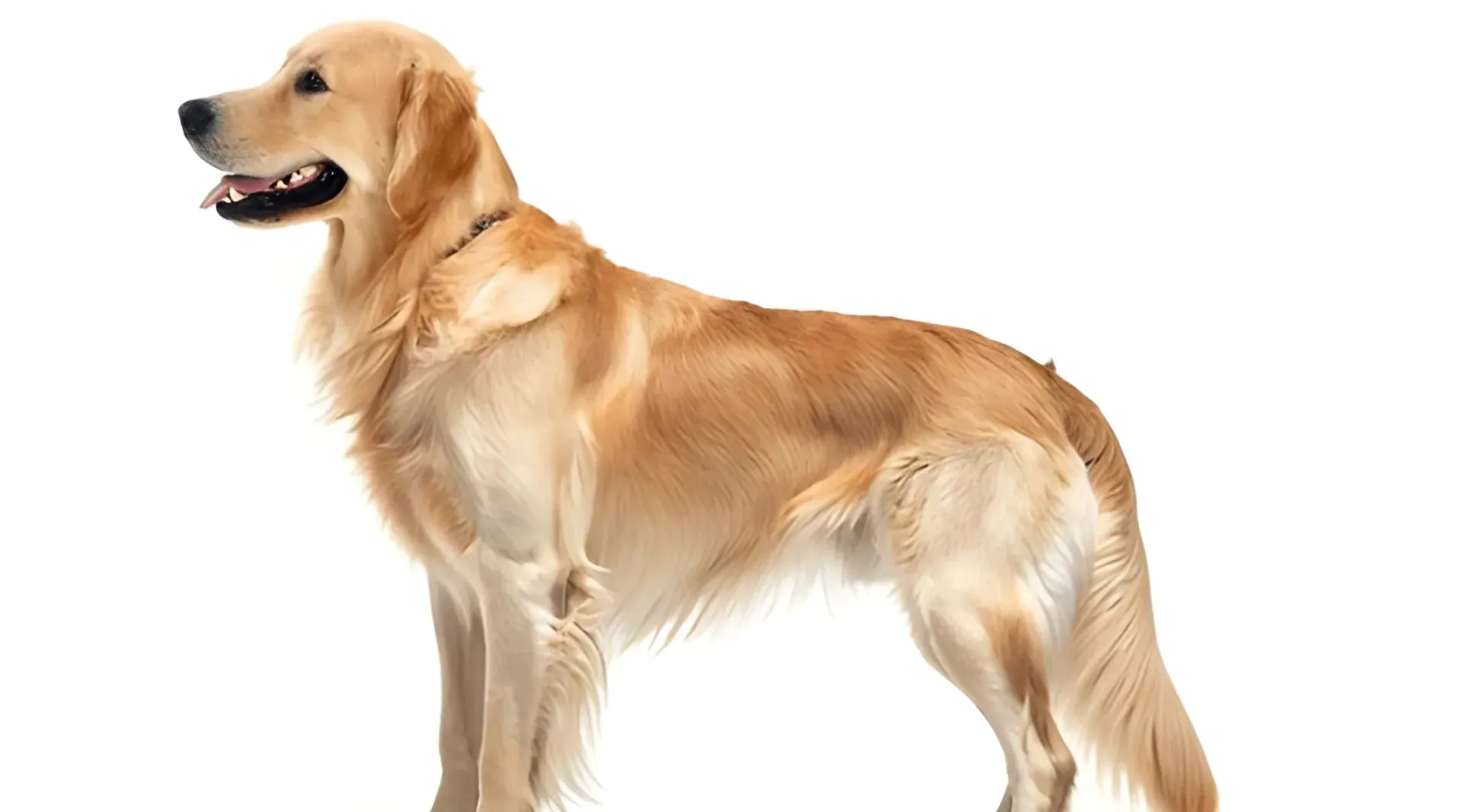 Wire-Haired Dog Grooming Technique