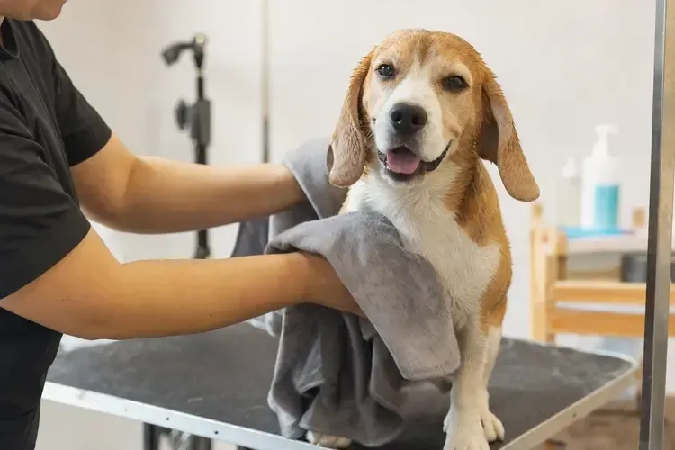 Beagle getting a bath at a grooming sink, wrapped in a towel and held by a groomer