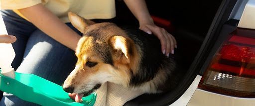 Mobile dog grooming benefits