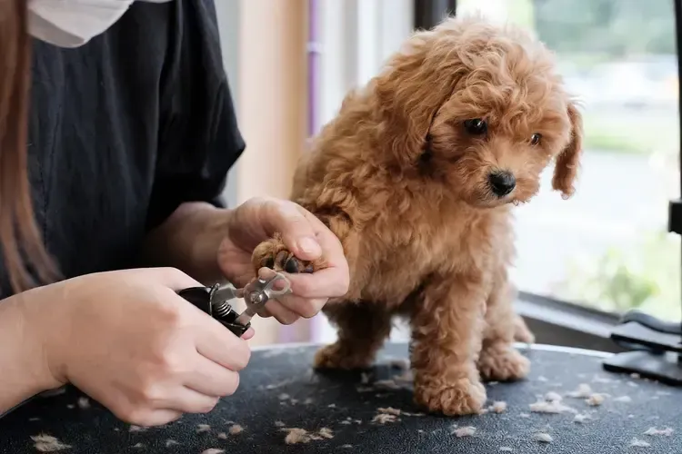 Person trims a fluffy brown puppy’s nails on a grooming table.