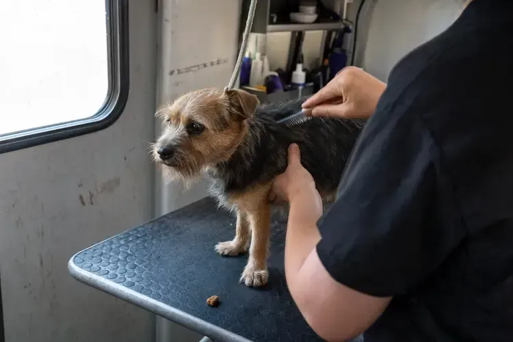 Small dog being groomed on a table by a person near a window