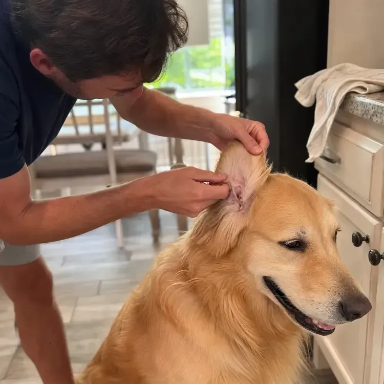 Person grooming a golden retriever indoors near a window
