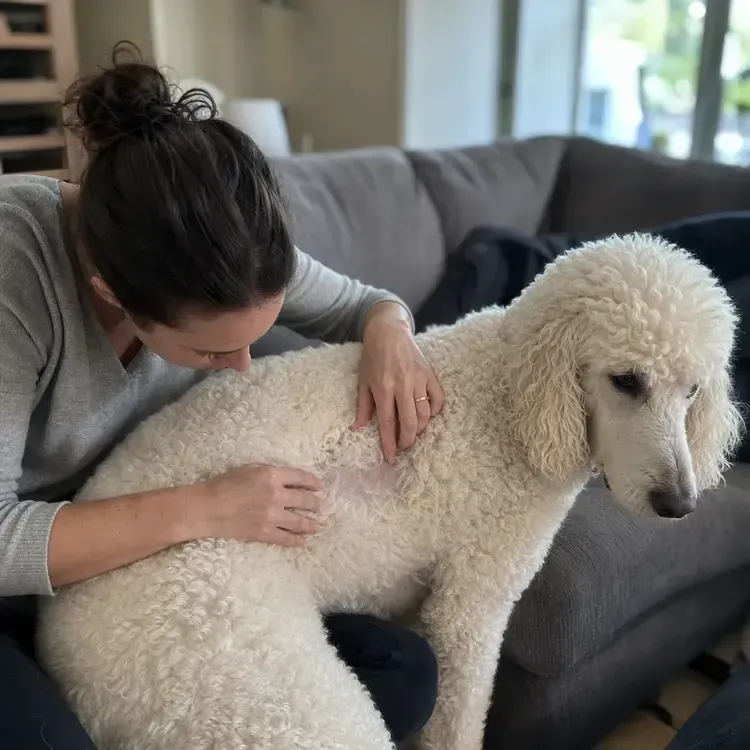 Woman petting a large white poodle on a gray couch in a living room