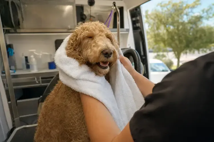 Curly brown dog being dried with a white towel inside a grooming van