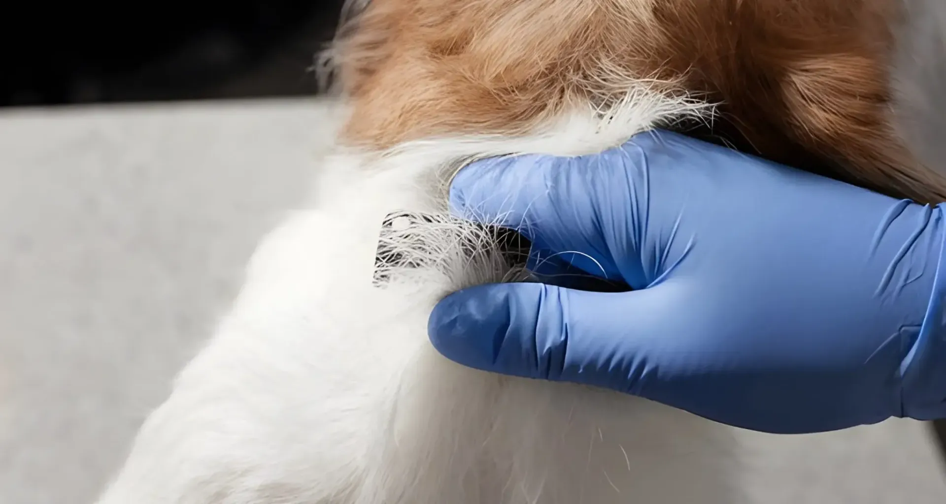 Why Choose Hand Stripping Grooming