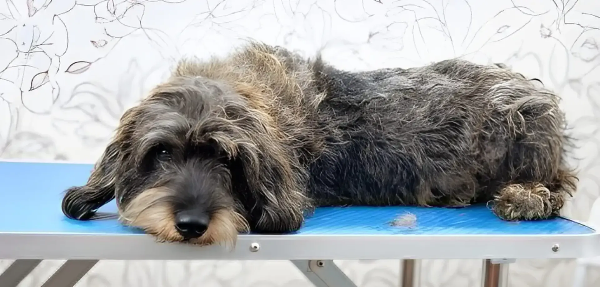 Wire-Haired Dog Grooming Technique