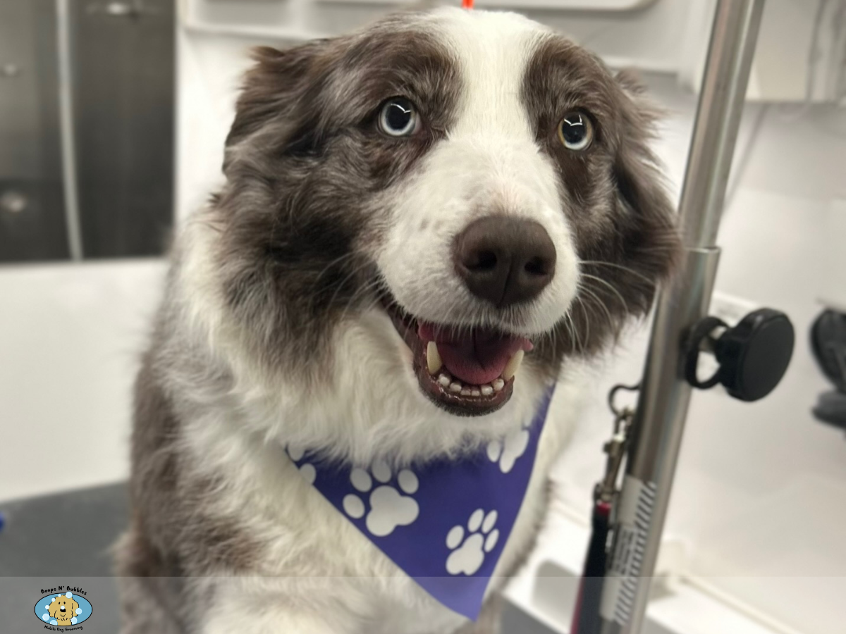 Australian Shepherd with a natural coat and blue bandana
