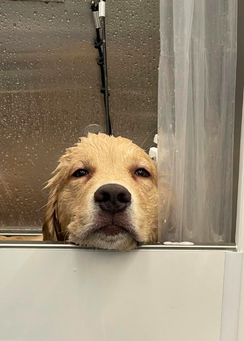 A wet dog is looking out of a shower door.