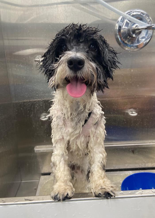A black and white dog is sitting in a bathtub with its tongue out.