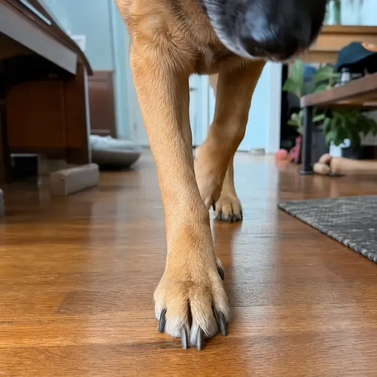 Dog walking indoors on a wooden floor, close-up of its front paws.