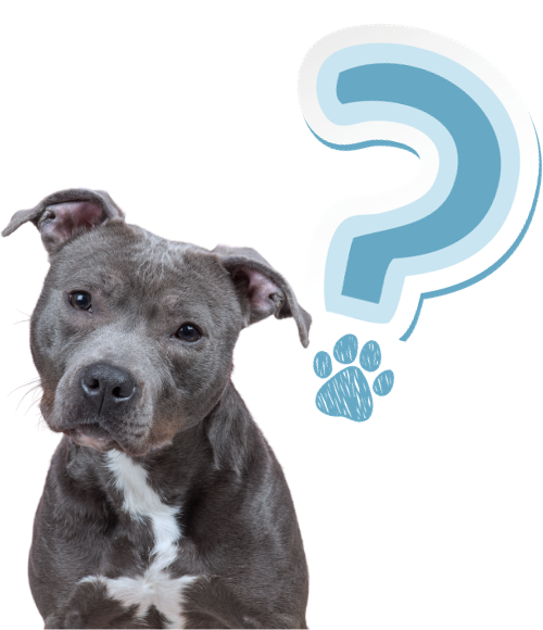 A dog with a question mark above its head