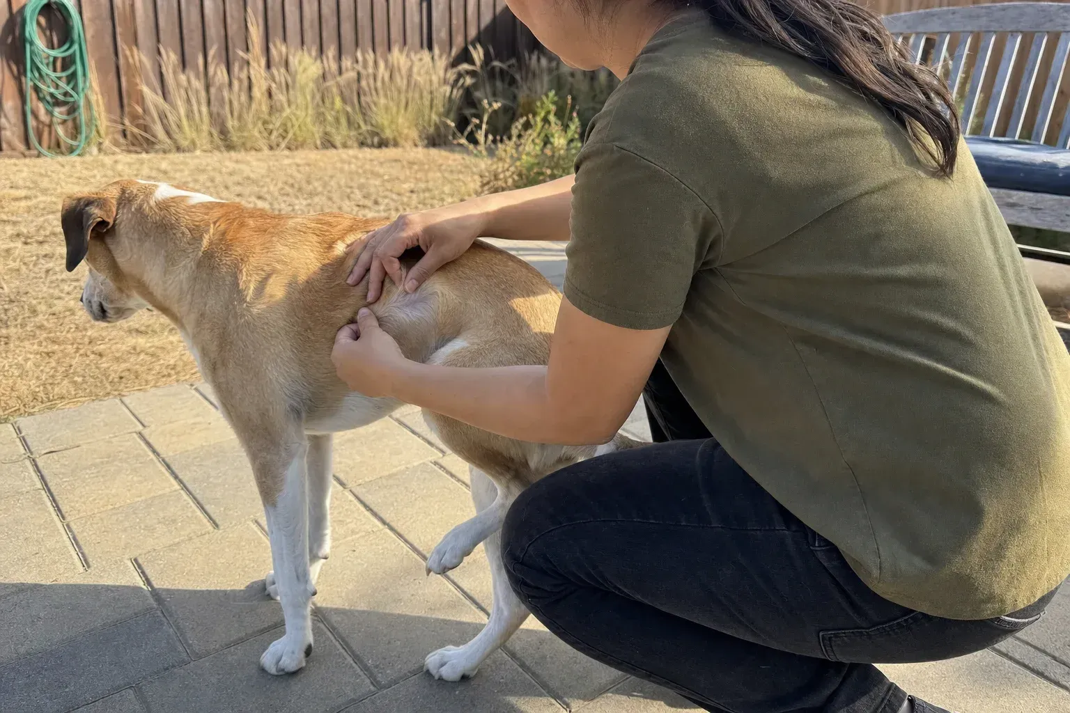 Owner crouching on a patio parting the fur on a tan and white dog's flank to check the skin