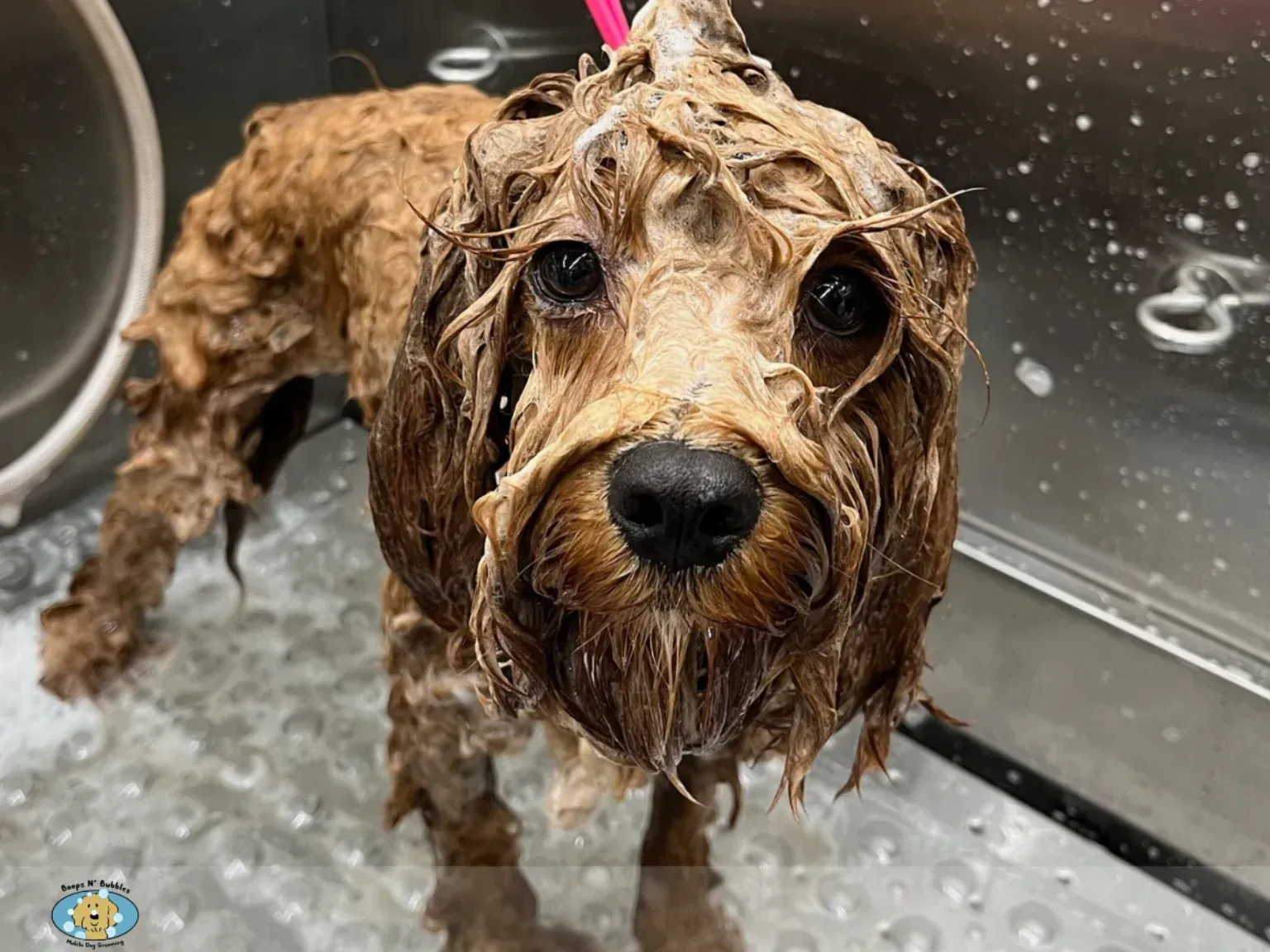 Soapy dog standing in a stainless steel grooming tub with lather worked through the whole coat