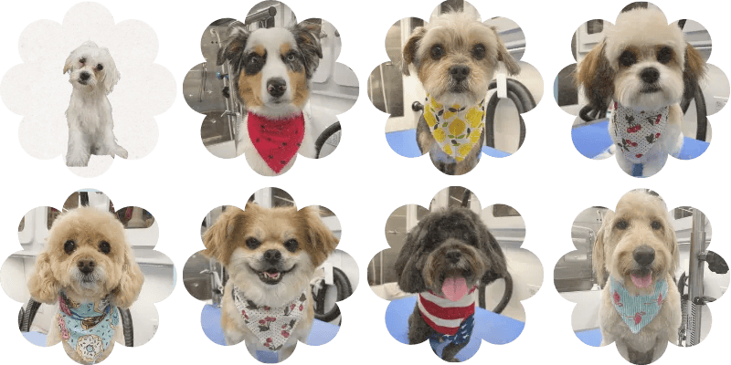 Eight small dogs wearing colorful sweaters posed in two rows against a white background.