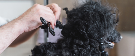 how to get mats out of dog hair

