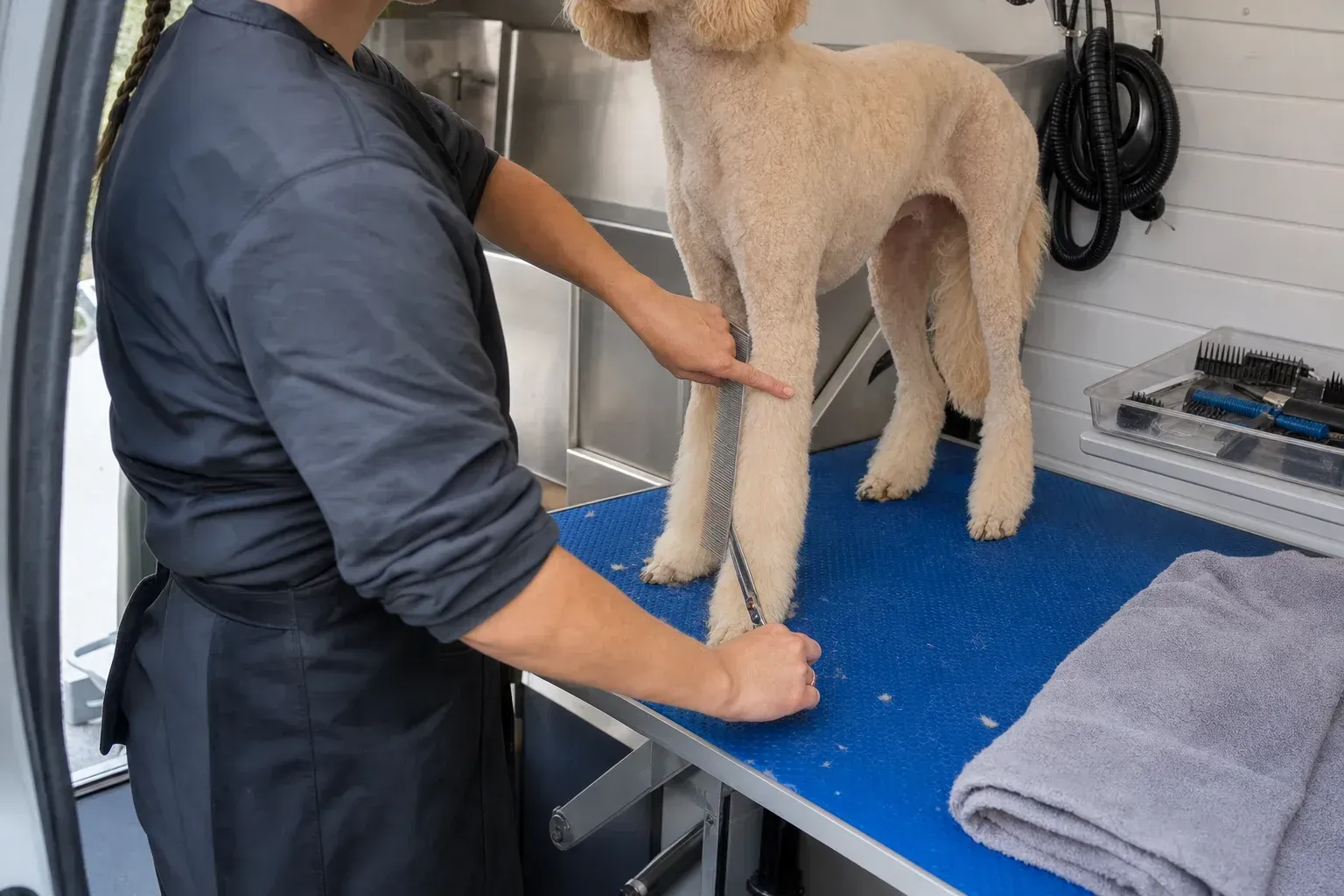 Groomer scissoring the longer hair on a poodle's front leg into a straight column while the body coat is already short