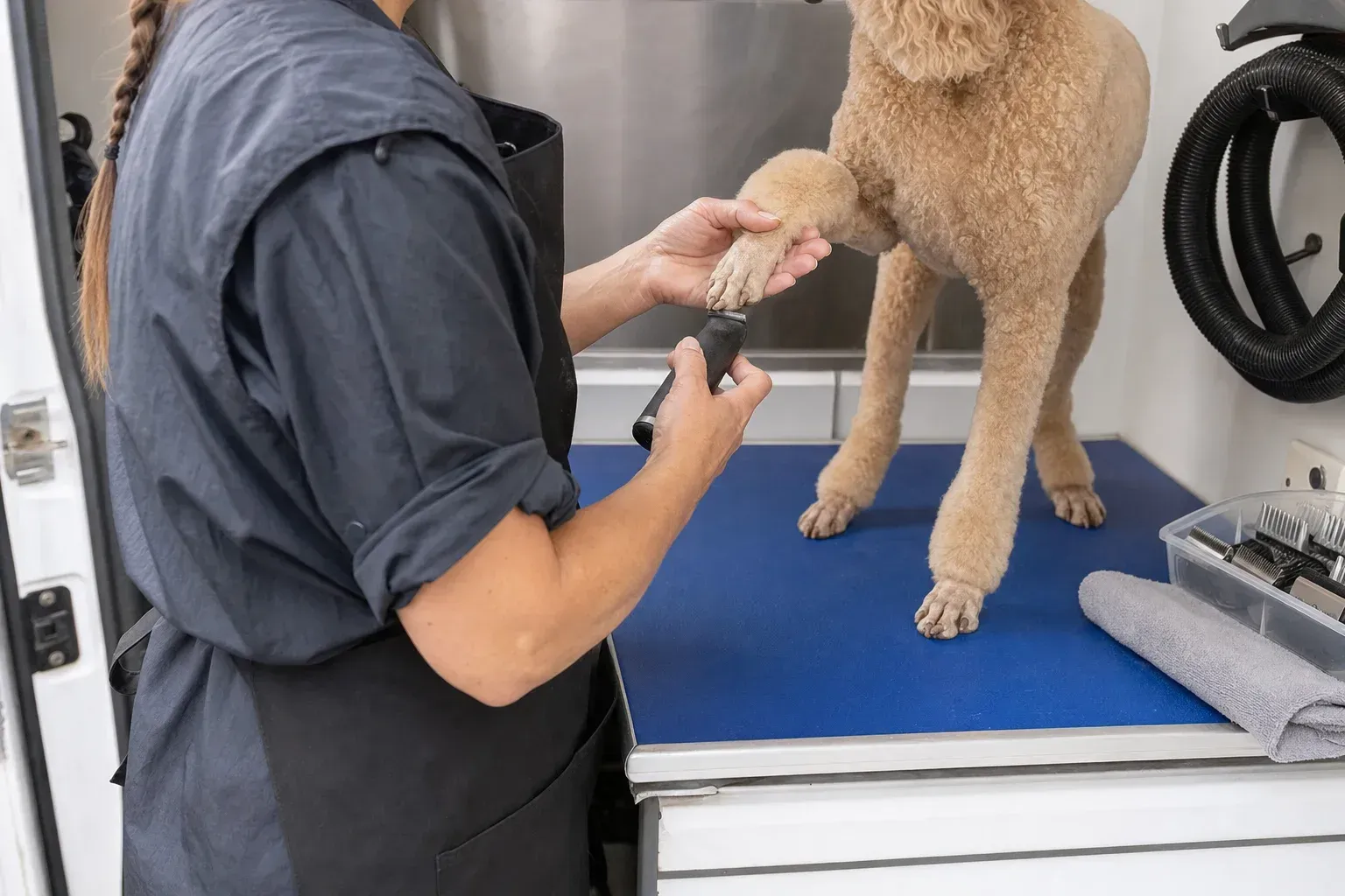 Groomer shaving a poodle's front paw clean with a small trimmer leaving a cuff of hair above the ankle