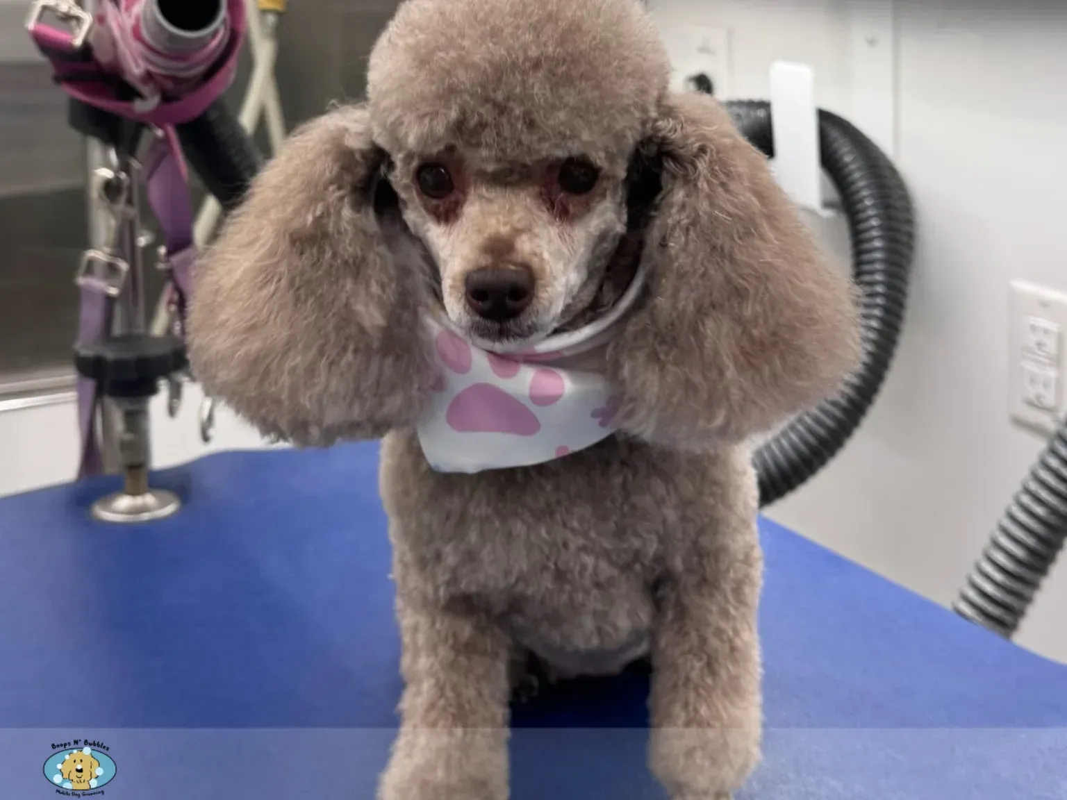 Silver toy poodle with a rounded teddy bear trim and full round ears standing on a grooming table