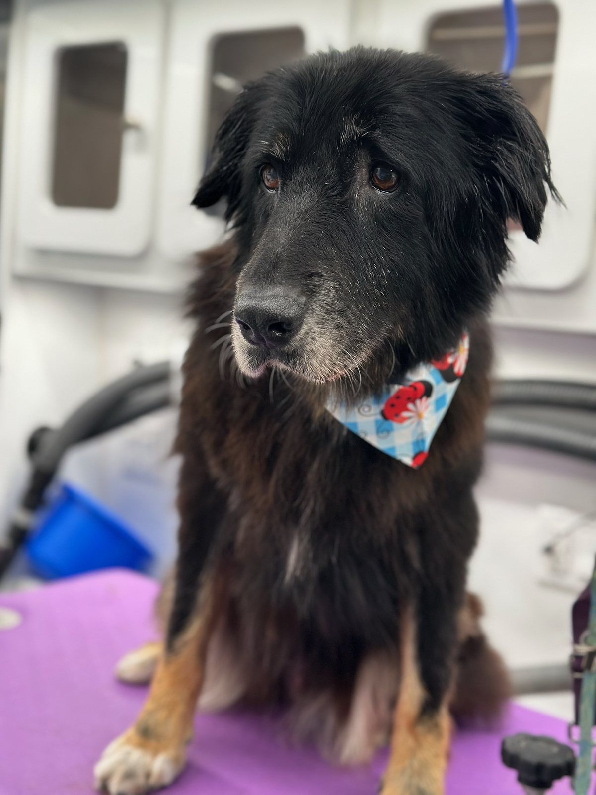 A large senior shelter dog groomed and ready to meet potential adopters
