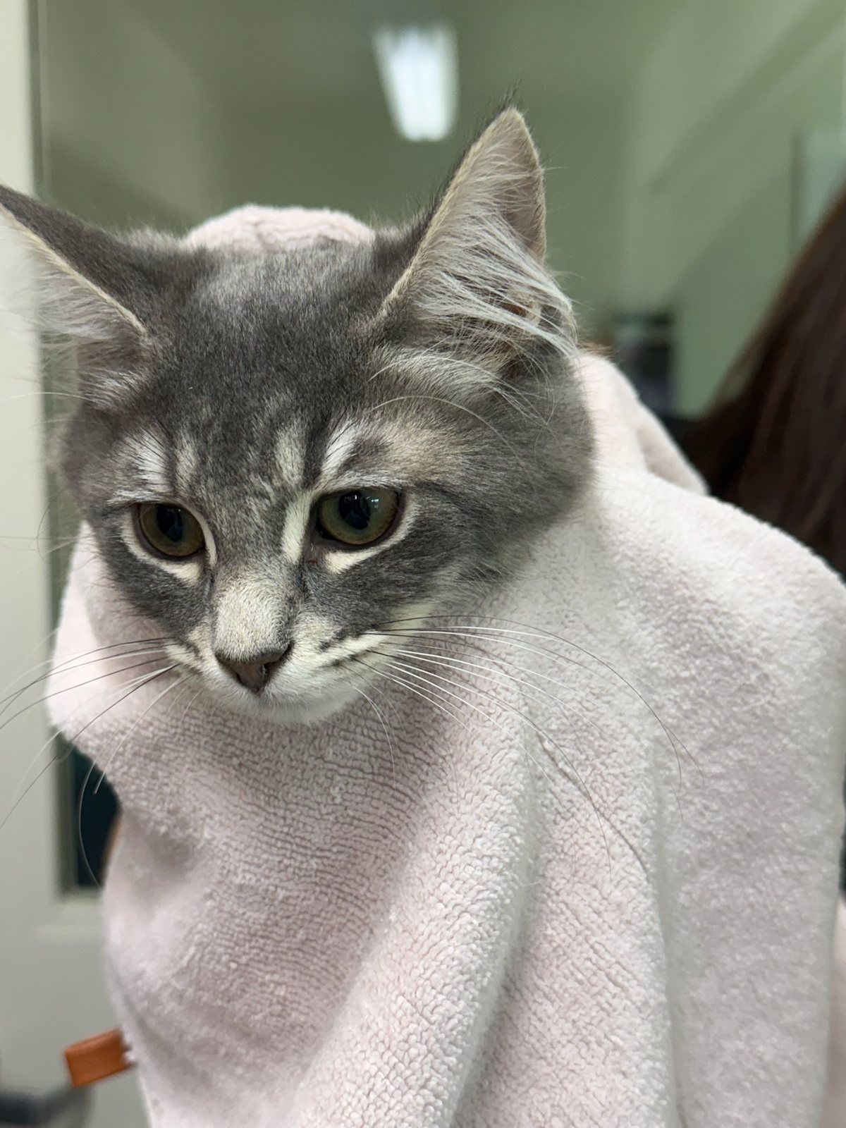 A shelter cat wrapped in a towel after being groomed by the Boops N' Bubbles team
