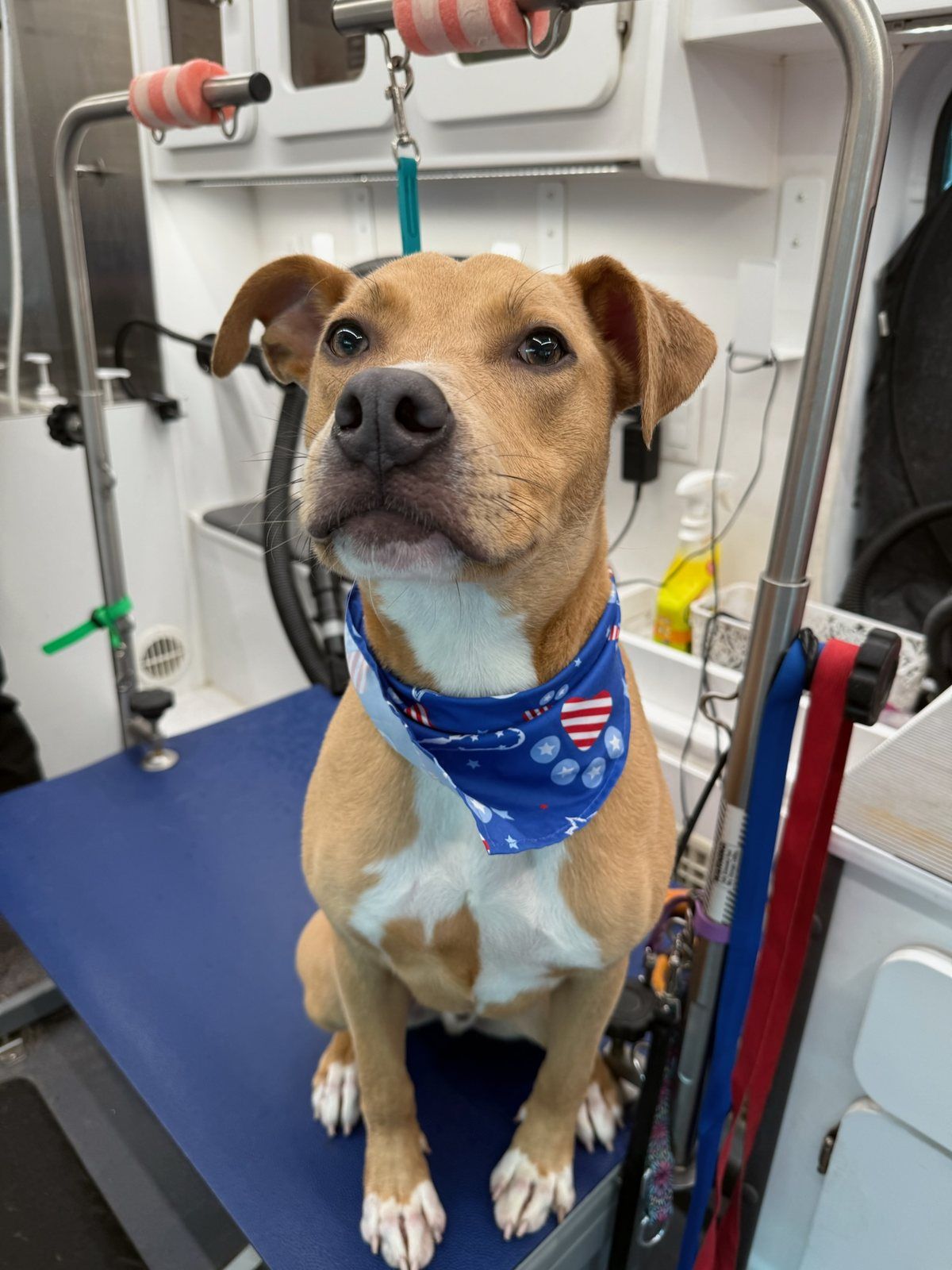 A freshly groomed shelter dog wearing a bandana after a free grooming session