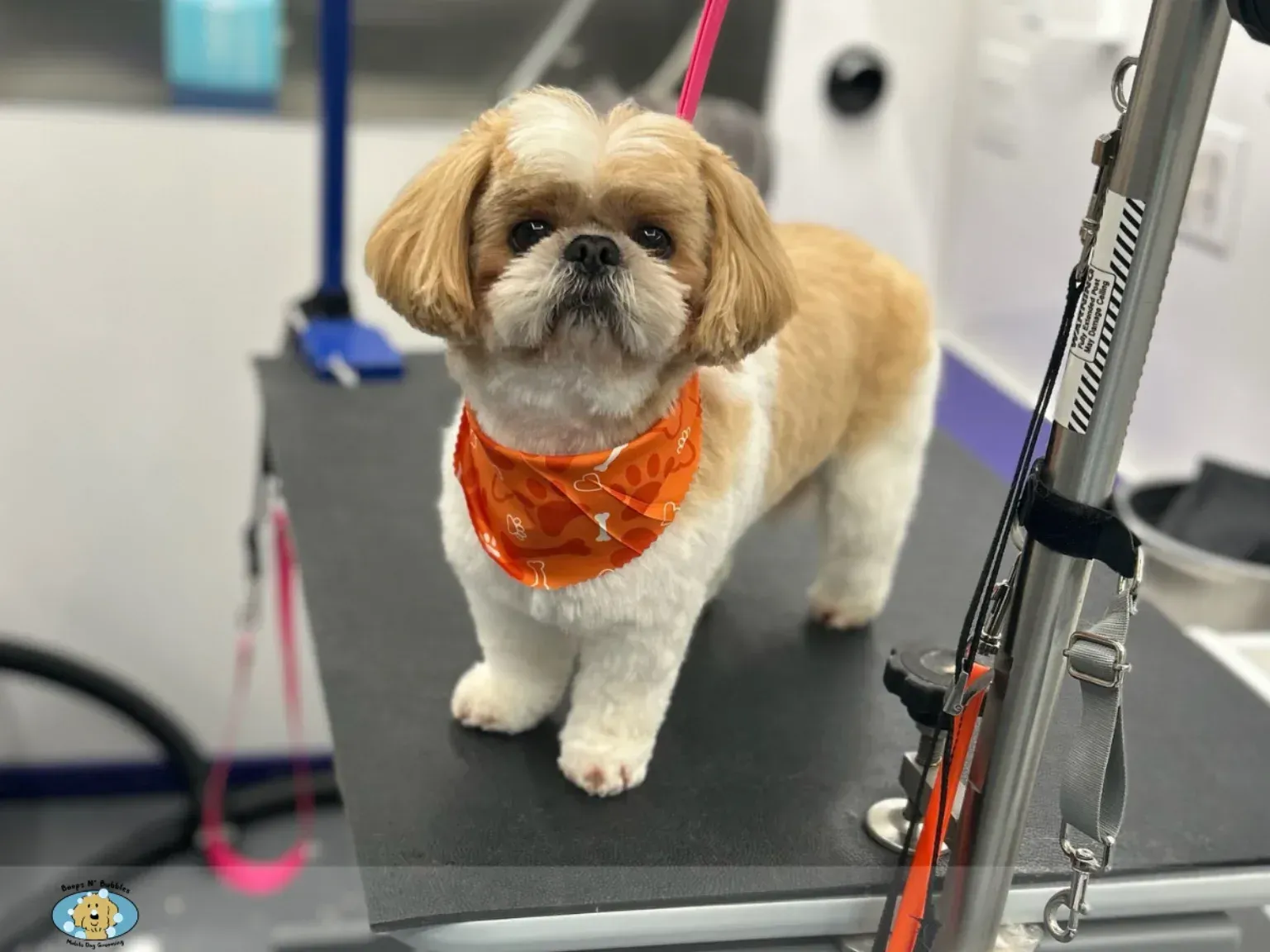 Tan and white shih tzu with a rounded teddy bear face trim and full blended ears standing on a grooming table