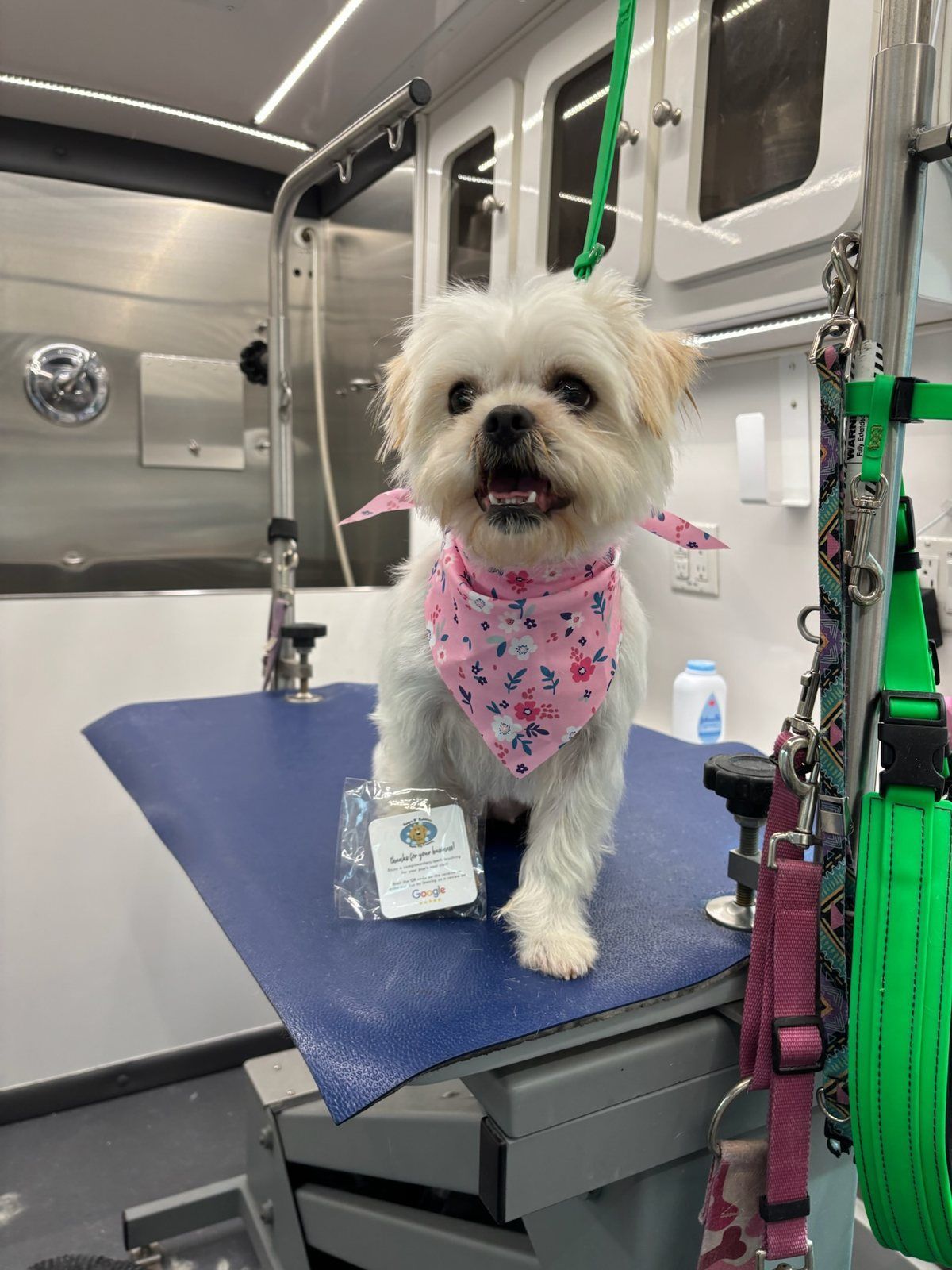 A small shelter dog in a pink bandana after a free grooming session at the East County Shelter