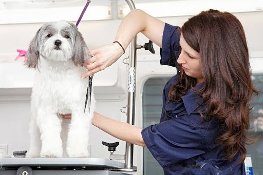 Groomer trims a small white dog on a grooming table with scissors and a purple leash.