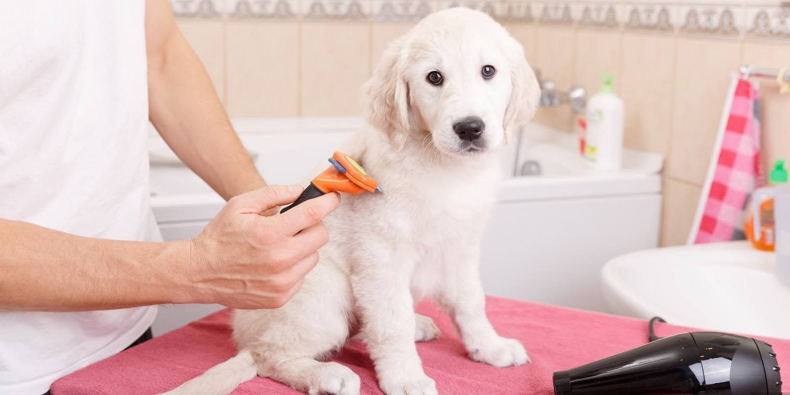 Person grooming a white puppy with a brush on a pink towel in a bathroom