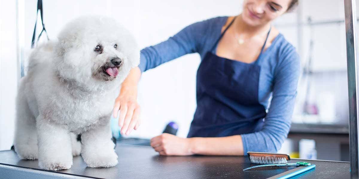 White fluffy dog standing on a grooming table with a smiling groomer in a blue apron