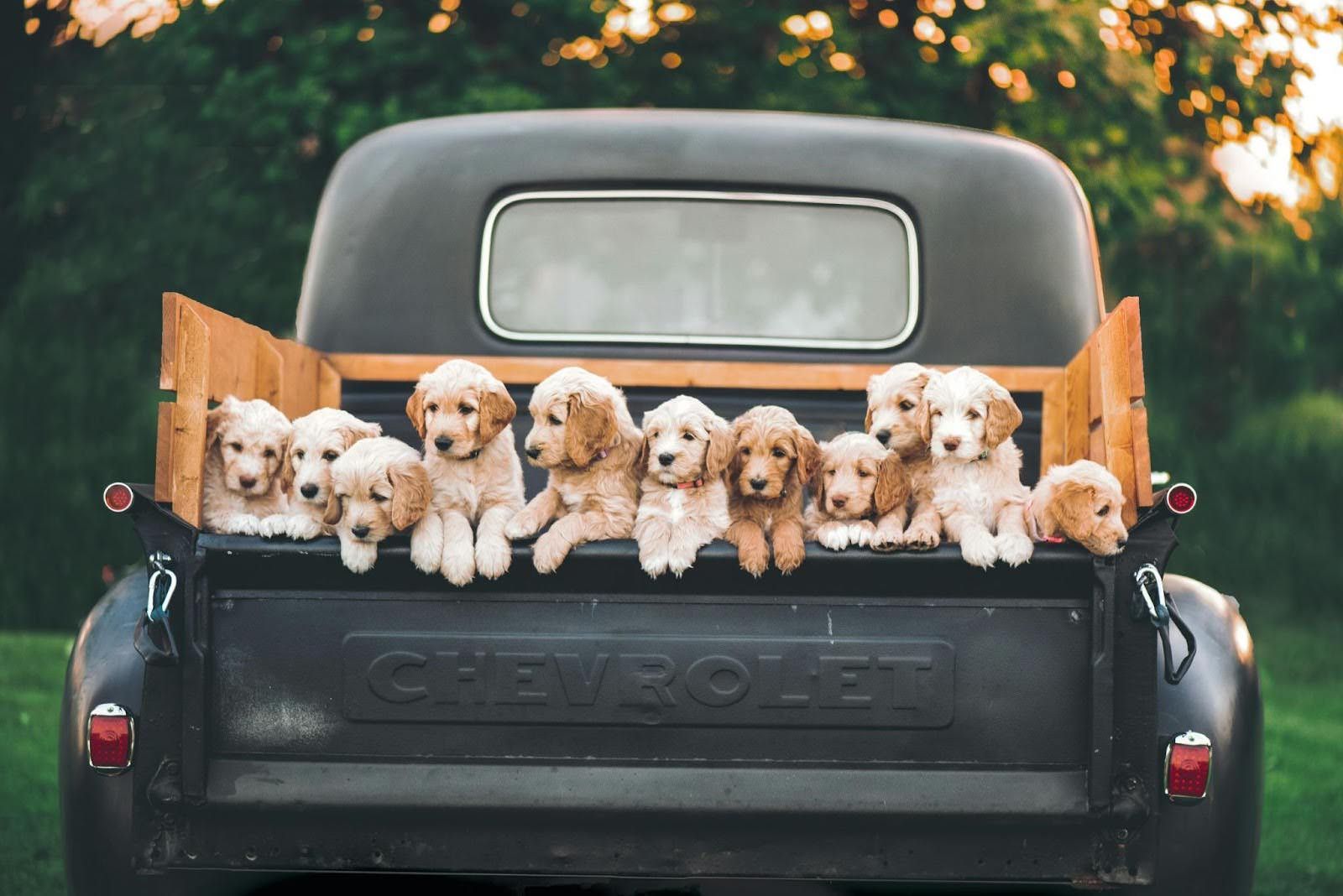 Puppies peeking over the back of an open pickup truck with wooden side panels