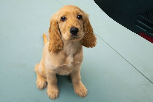 Golden puppy sitting on a light blue surface, looking at the camera.