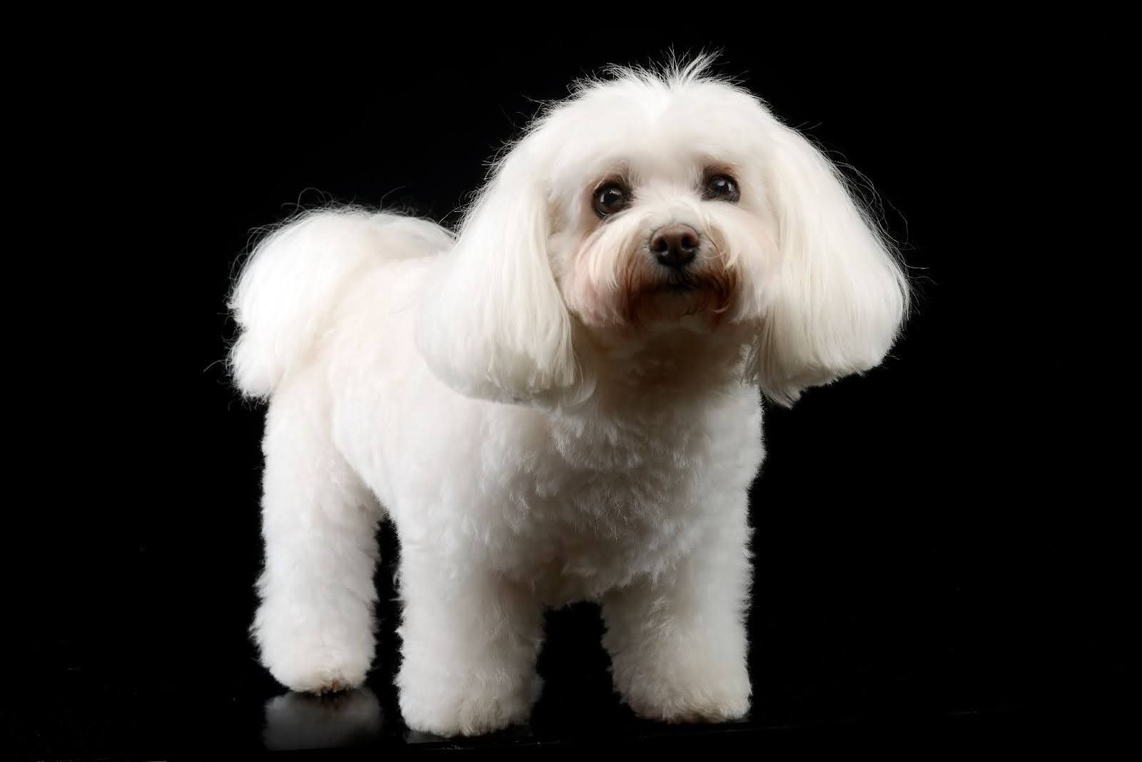 Small white fluffy dog standing against a black background
