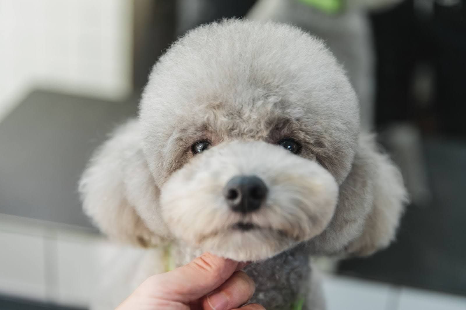 Fluffy gray poodle being gently held under the chin, looking at the camera