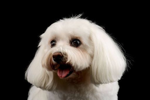 White fluffy dog with floppy ears, looking left against a black background, tongue out