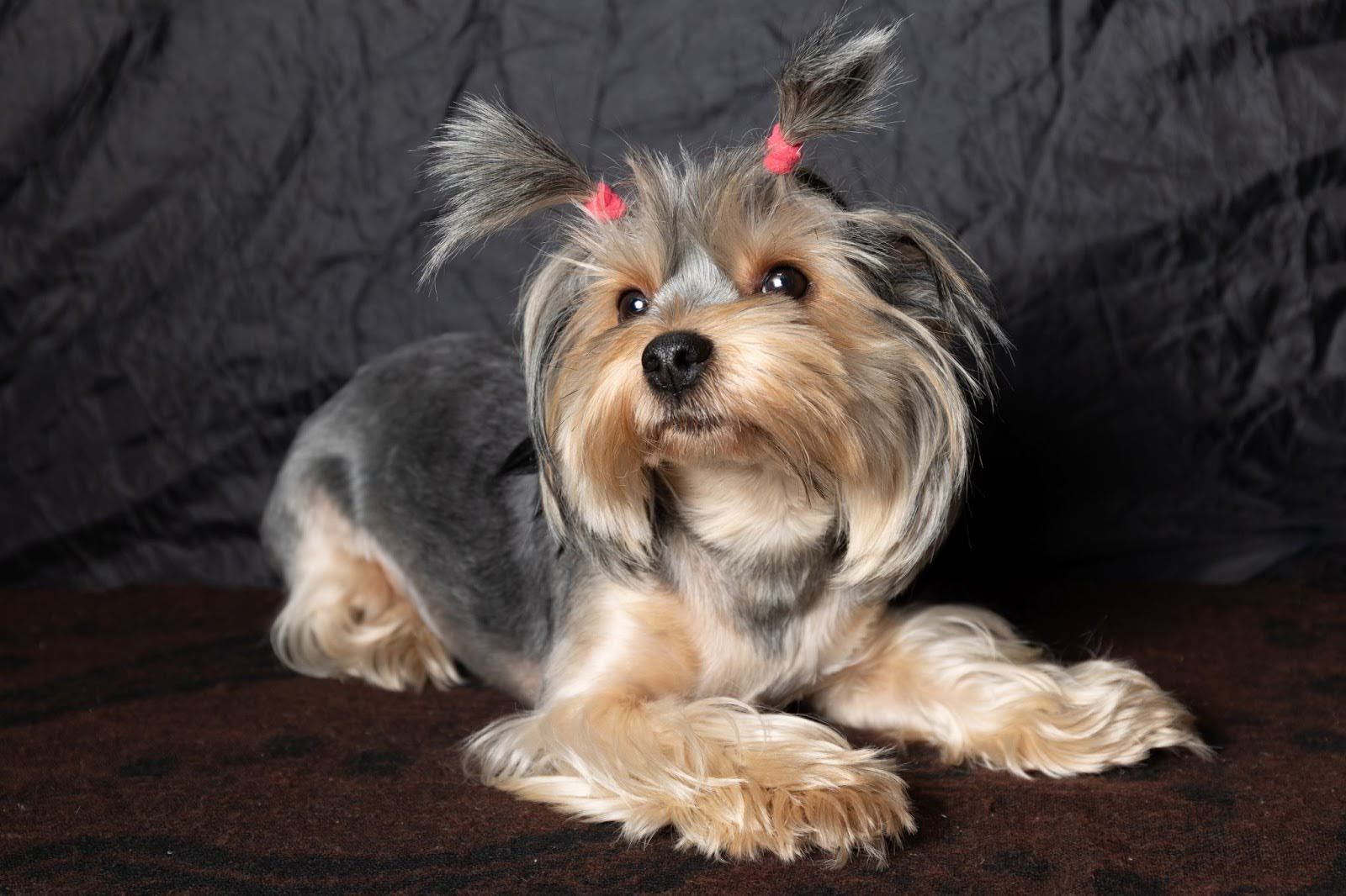 Small Yorkshire Terrier with red bows lying on a dark brown surface against a black backdrop