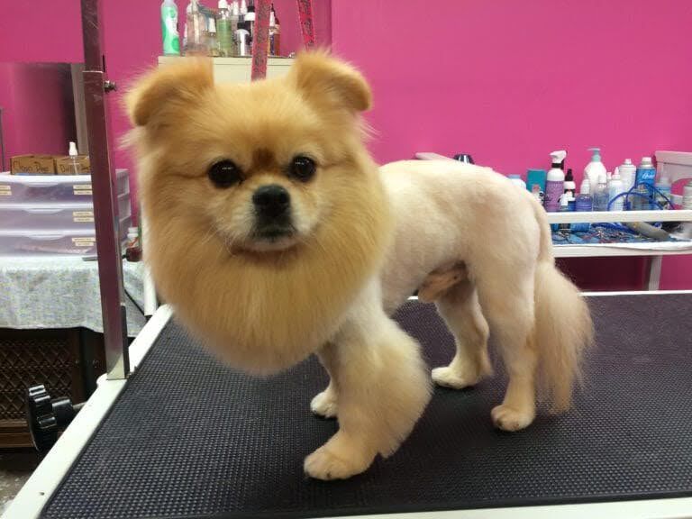 Small tan dog with a fluffy face standing on a grooming table in a pink salon