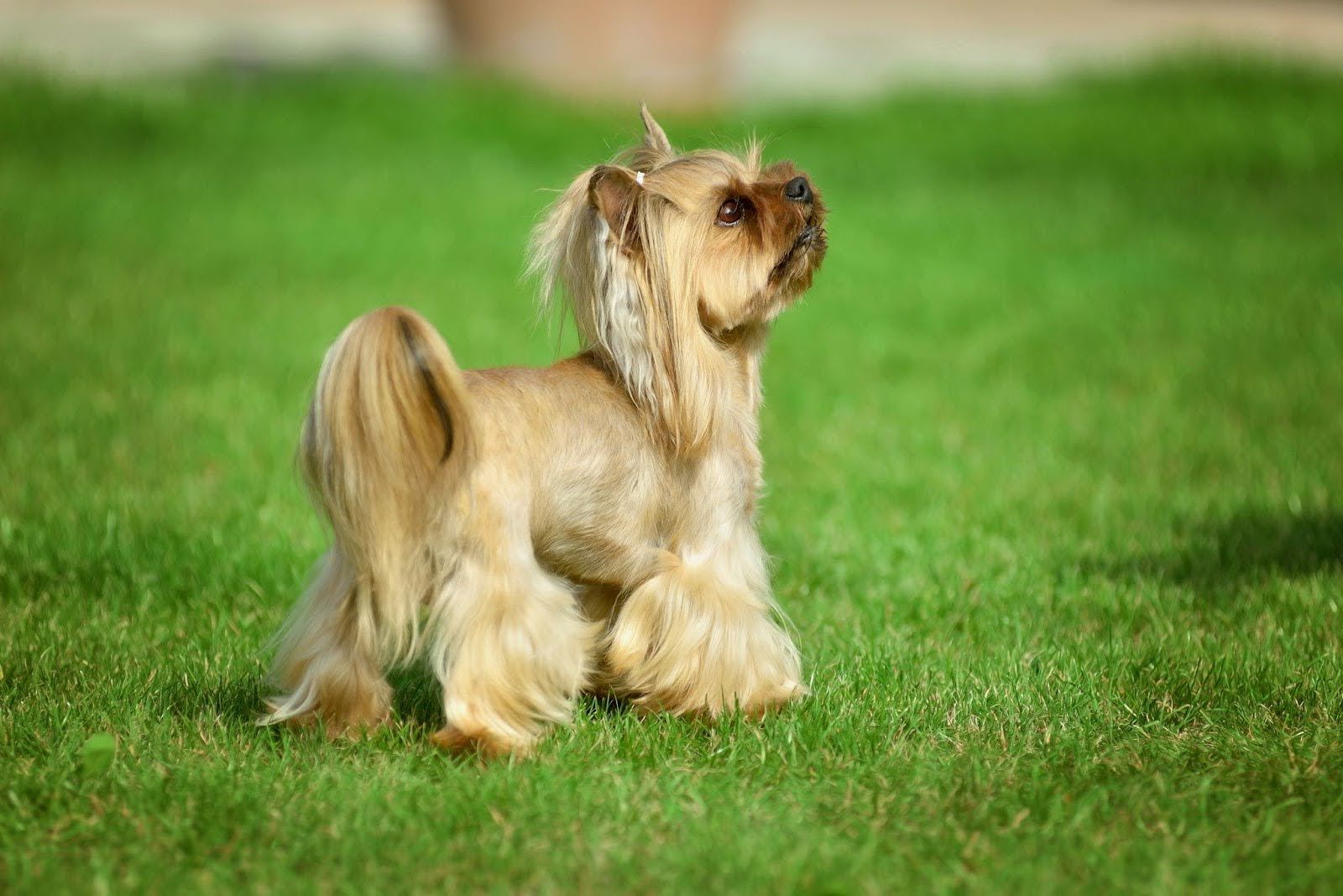Small tan Yorkshire Terrier standing on green grass, facing left with a fluffy tail raised.