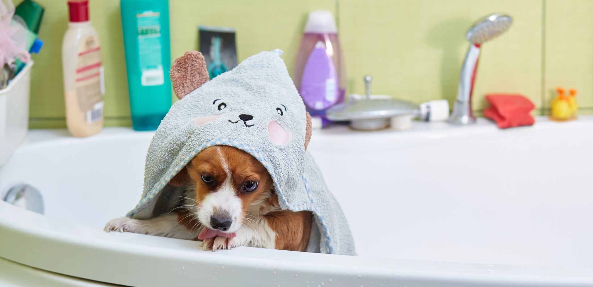dog grooming at home