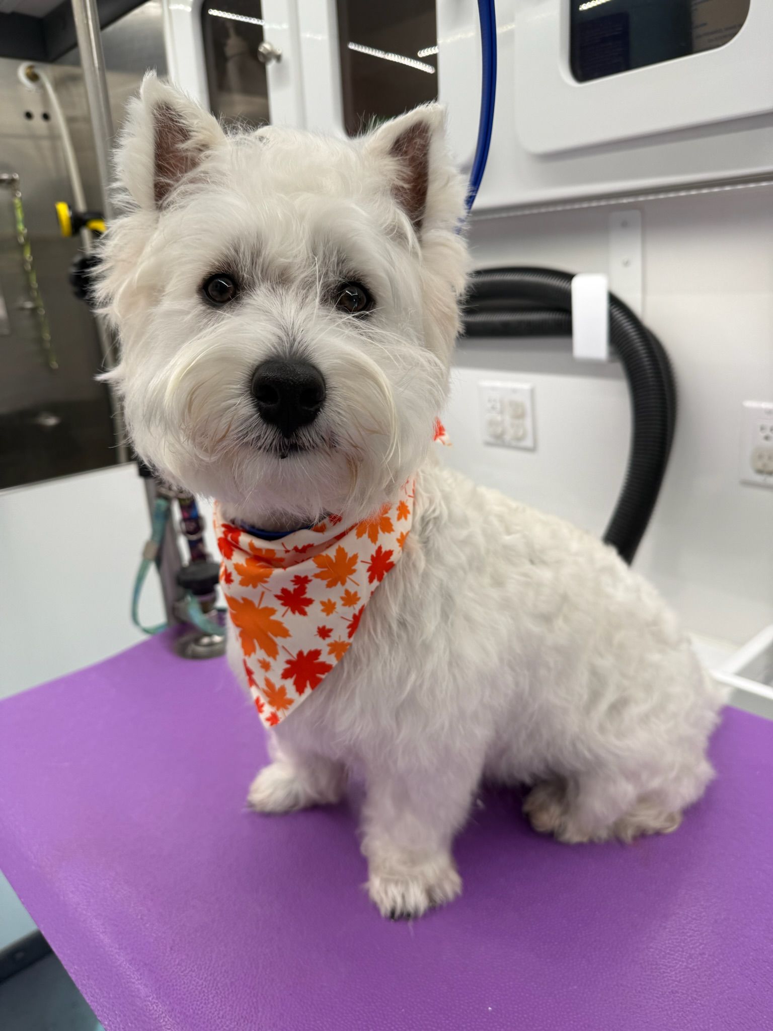 Westie with upright ears and a rounded face on a grooming table