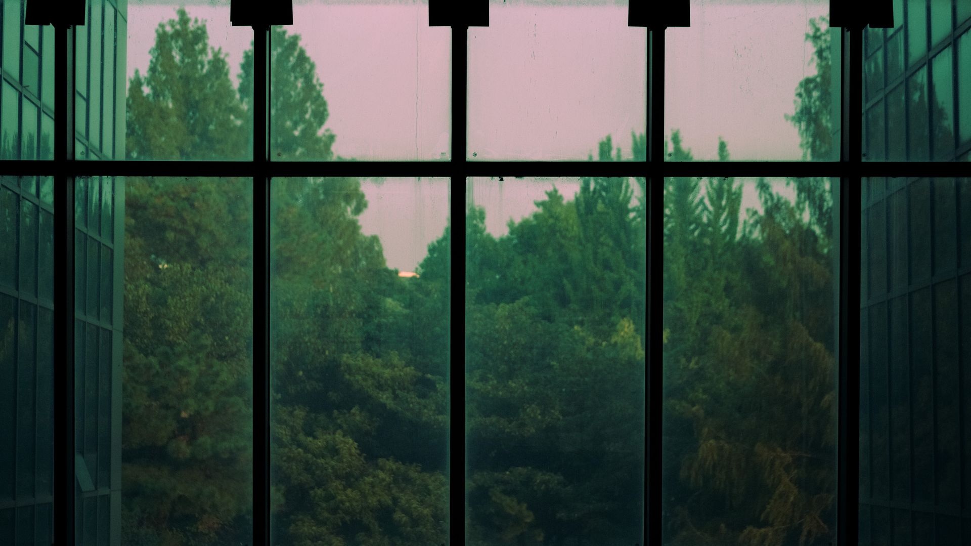 Large window overlooking dense green trees under a pink sky